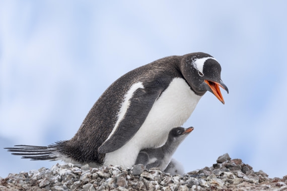 OTL27-25, Day 7, Neko 2 © Sara Jenner - Oceanwide Expeditions.jpg