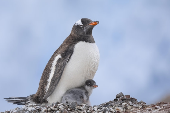 OTL27-25, Day 7, Neko 4 © Sara Jenner - Oceanwide Expeditions.jpg