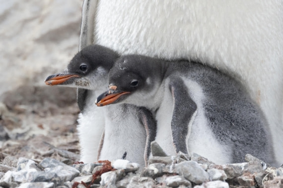 OTL27-25, Day 7, Neko 5 © Sara Jenner - Oceanwide Expeditions.jpg