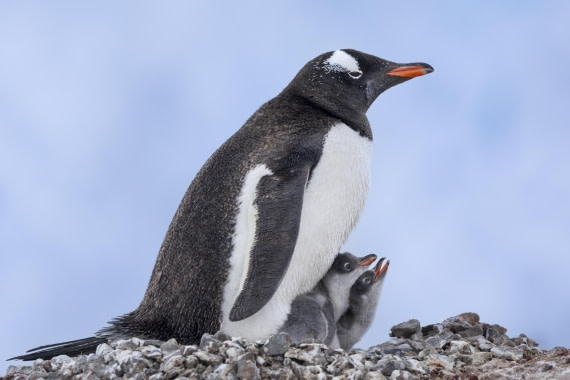 OTL27-25, Day 7, Neko 7 © Sara Jenner - Oceanwide Expeditions.jpg