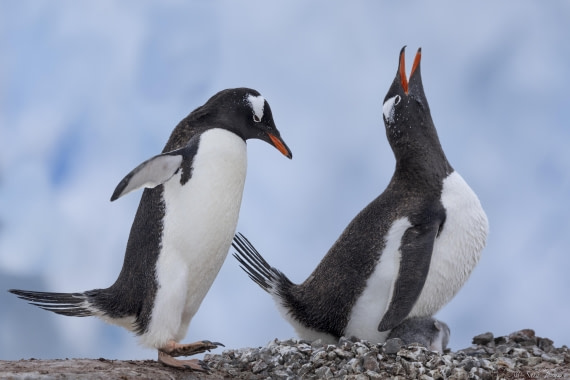 OTL27-25, Day 7, Neko 8 © Sara Jenner - Oceanwide Expeditions.jpg