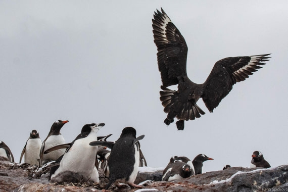 OTL27-25, Day 8, _DSC4976 © Hana Spickova - Oceanwide Expeditions.jpg