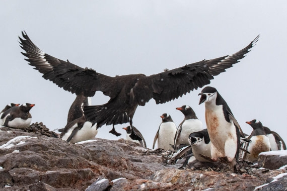 OTL27-25, Day 8, _DSC4977 © Hana Spickova - Oceanwide Expeditions.jpg