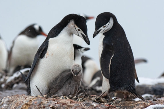 OTL27-25, Day 8, _DSC4983 © Hana Spickova - Oceanwide Expeditions.jpg