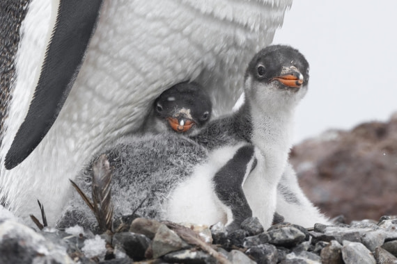 OTL27-25, Day 8, Danco Island © Sara Jenner - Oceanwide Expeditions.jpg
