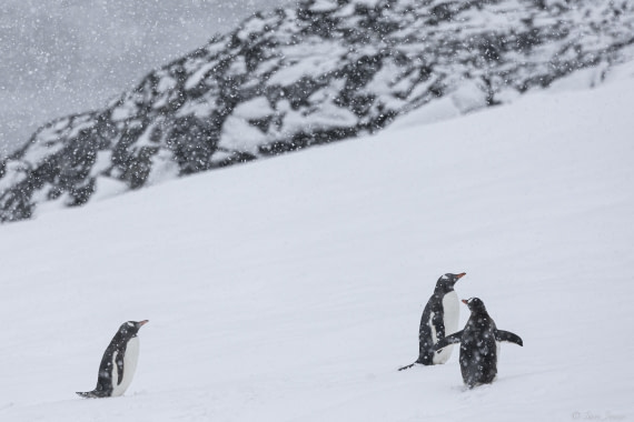 OTL27-25, Day 8, Orne Island 3 © Sara Jenner - Oceanwide Expeditions.jpg