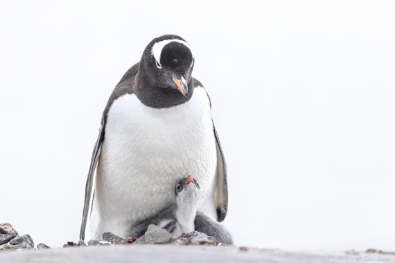 OTL27-25, Day 9, Damoy Point 5 © Sara Jenner - Oceanwide Expeditions.jpg