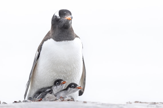 OTL27-25, Day 9, Damoy Point 6 © Sara Jenner - Oceanwide Expeditions.jpg