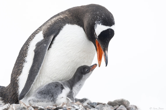 OTL27-25, Day 9, Damoy Point 8  © Sara Jenner - Oceanwide Expeditions.jpg