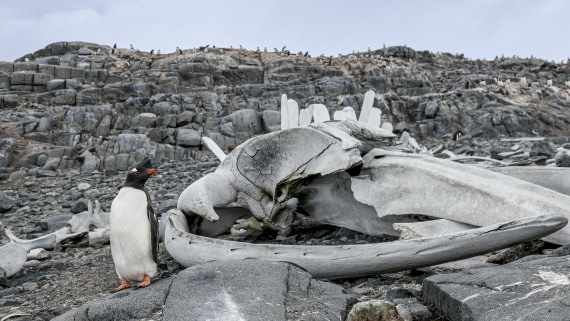 OTL27-25, Day 9, Jougla Point 2 © Sara Jenner - Oceanwide Expeditions.jpg