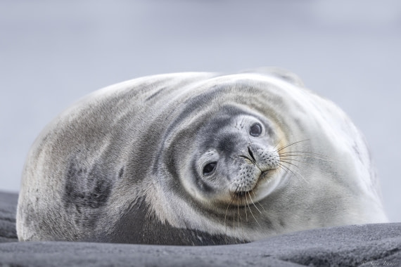 OTL27-25, Day 9, Jougla Point 3 © Sara Jenner - Oceanwide Expeditions.jpg