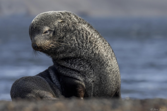 OTL27-25, Day 10, Fur seal 1 © Sara Jenner - Oceanwide Expeditions.jpg