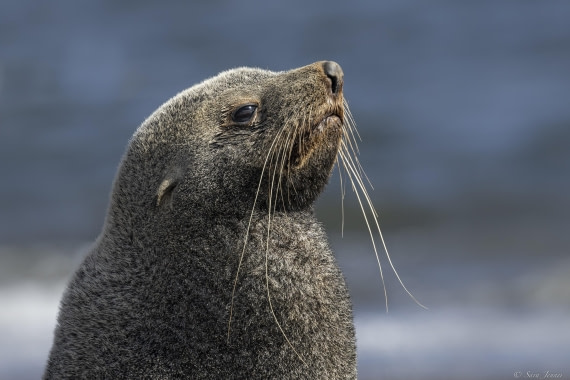 OTL27-25, Day 10, Fur seal 2 © Sara Jenner - Oceanwide Expeditions.jpg