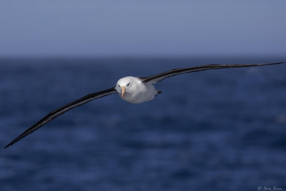 OTL27-25, Day 11, Albatros 1 © Sara Jenner - Oceanwide Expeditions.jpg