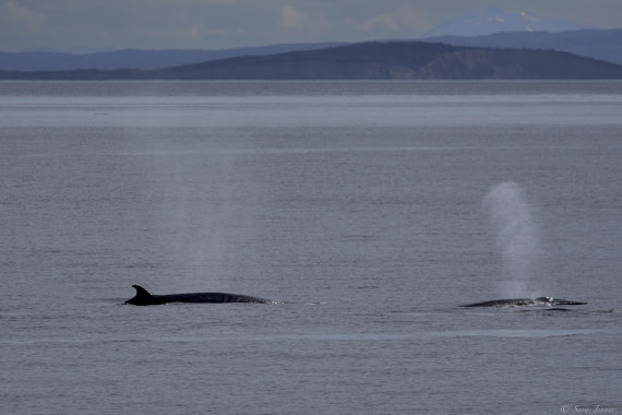 OTL27-25, Day 12, Sei Whale 1 © Sara Jenner - Oceanwide Expeditions.jpg