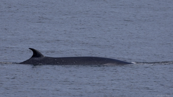 OTL27-25, Day 12, Sei Whale 3 © Sara Jenner - Oceanwide Expeditions.jpg
