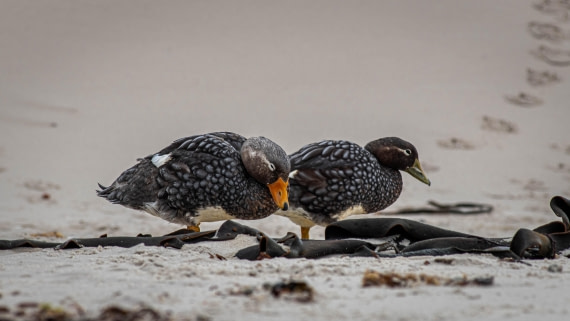 HDS26-25, Day 3, RLO_0594 © Alexander Romanovskiy - Oceanwide Expeditions.jpg