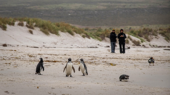 HDS26-25, Day 3, RLO_0609 © Alexander Romanovskiy - Oceanwide Expeditions.jpg
