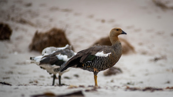 HDS26-25, Day 3, RLO_0625 © Alexander Romanovskiy - Oceanwide Expeditions.jpg