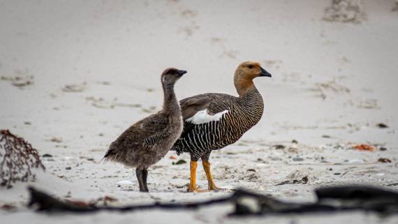 HDS26-25, Day 3, RLO_0634 © Alexander Romanovskiy - Oceanwide Expeditions.jpg