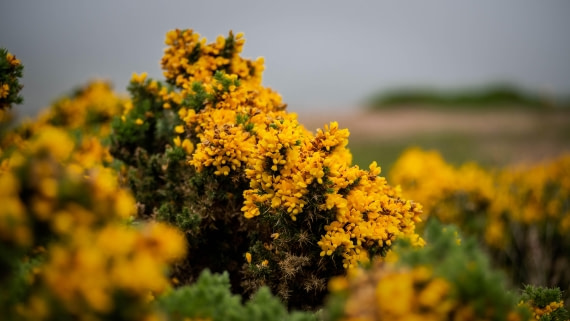 HDS26-25, Day 3, RLO_0643 © Alexander Romanovskiy - Oceanwide Expeditions.jpg