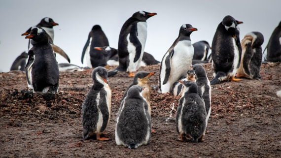 HDS26-25, Day 3, RLO_0649 © Alexander Romanovskiy - Oceanwide Expeditions.jpg