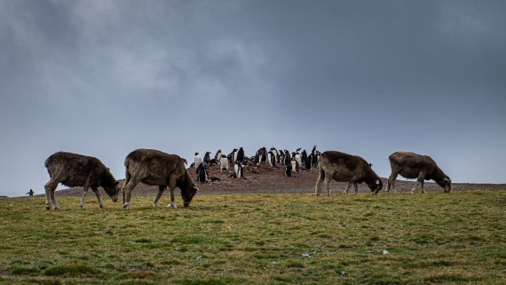 HDS26-25, Day 3, RLO_0659 © Alexander Romanovskiy - Oceanwide Expeditions.jpg