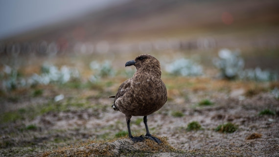 HDS26-25, Day 3, RLO_0657 © Alexander Romanovskiy - Oceanwide Expeditions.jpg