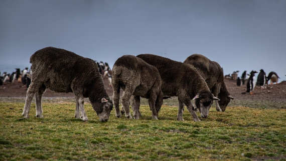 HDS26-25, Day 3, RLO_0661 © Alexander Romanovskiy - Oceanwide Expeditions.jpg