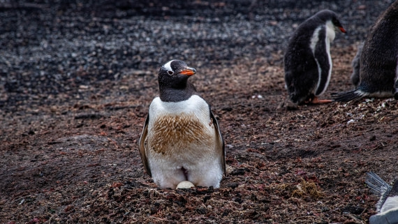 HDS26-25, Day 3, RLO_0667 © Alexander Romanovskiy - Oceanwide Expeditions.jpg