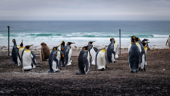 HDS26-25, Day 3, RLO_0670 © Alexander Romanovskiy - Oceanwide Expeditions.jpg