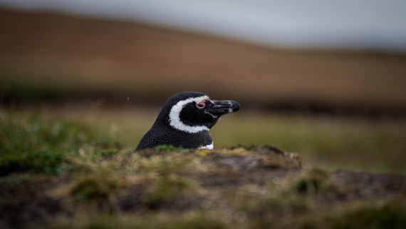 HDS26-25, Day 3, RLO_0686 © Alexander Romanovskiy - Oceanwide Expeditions.jpg