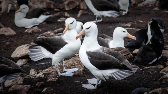 HDS26-25, Day 3, RLO_0706 © Alexander Romanovskiy - Oceanwide Expeditions.jpg