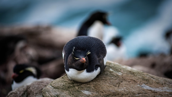 HDS26-25, Day 3, RLO_0719 © Alexander Romanovskiy - Oceanwide Expeditions.jpg