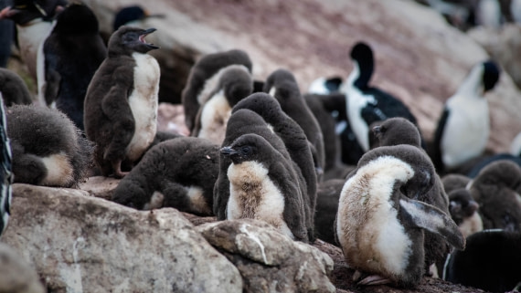 HDS26-25, Day 3, RLO_0727 © Alexander Romanovskiy - Oceanwide Expeditions.jpg