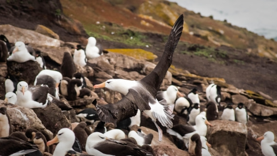 HDS26-25, Day 3, RLO_0797 © Alexander Romanovskiy - Oceanwide Expeditions.jpg
