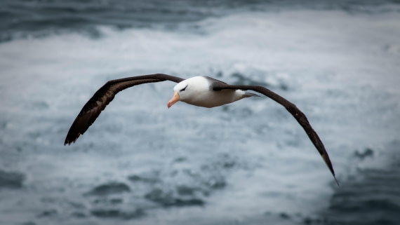 HDS26-25, Day 3, RLO_0818 © Alexander Romanovskiy - Oceanwide Expeditions.jpg