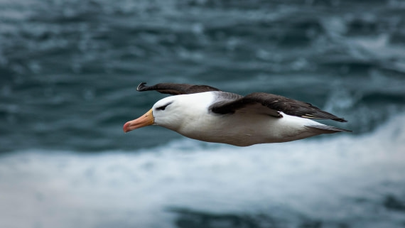 HDS26-25, Day 3, RLO_0824 © Alexander Romanovskiy - Oceanwide Expeditions.jpg