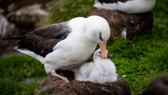 HDS26-25, Day 3, RLO_0843 © Alexander Romanovskiy - Oceanwide Expeditions.jpg