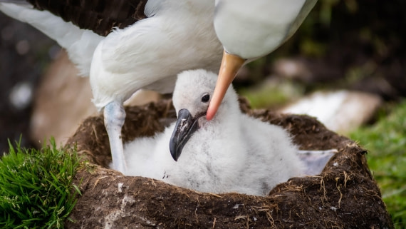 HDS26-25, Day 3, RLO_0849 © Alexander Romanovskiy - Oceanwide Expeditions.jpg