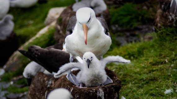 HDS26-25, Day 3, RLO_0866 © Alexander Romanovskiy - Oceanwide Expeditions.jpg