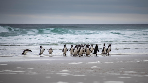 HDS26-25, Day 3, RLO_0881 © Alexander Romanovskiy - Oceanwide Expeditions.jpg