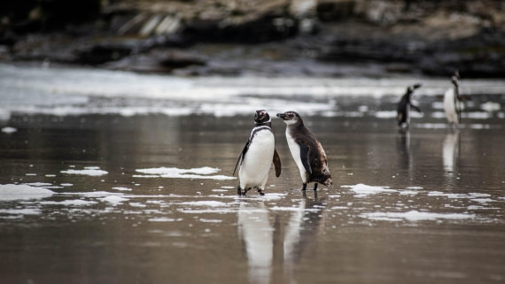 HDS26-25, Day 3, RLO_0891 © Alexander Romanovskiy - Oceanwide Expeditions.jpg