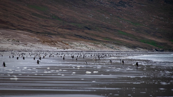 HDS26-25, Day 3, RLO_0905 © Alexander Romanovskiy - Oceanwide Expeditions.jpg