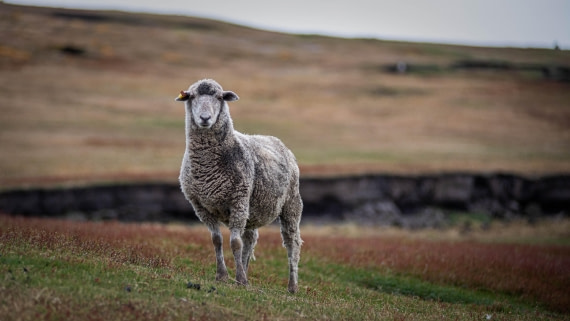HDS26-25, Day 3, RLO_0918 © Alexander Romanovskiy - Oceanwide Expeditions.jpg