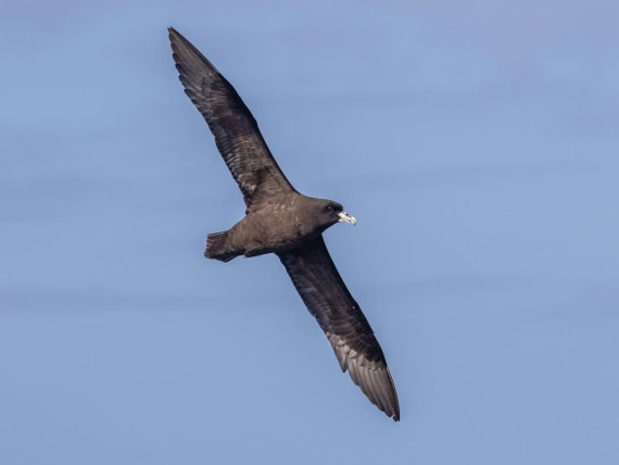 HDS26-25, Day 5, white-chinned petrel © Unknown photographer - Oceanwide Expeditions.jpg