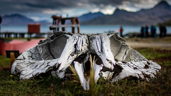HDS26-25, Day 7, 2021-12-05_00010_-_Sasha_-_HONDIUS_-_Antarctica_-_2022 © Alexander Romanovskiy - Oceanwide Expeditions.jpg