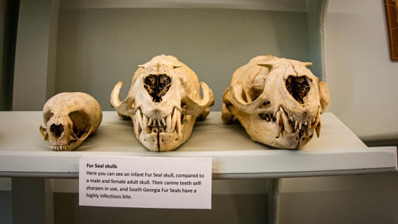 HDS26-25, Day 7, PAZ_9396 © Alexander Romanovskiy - Oceanwide Expeditions.jpg