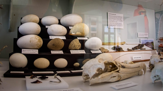 HDS26-25, Day 7, PAZ_9397 © Alexander Romanovskiy - Oceanwide Expeditions.jpg