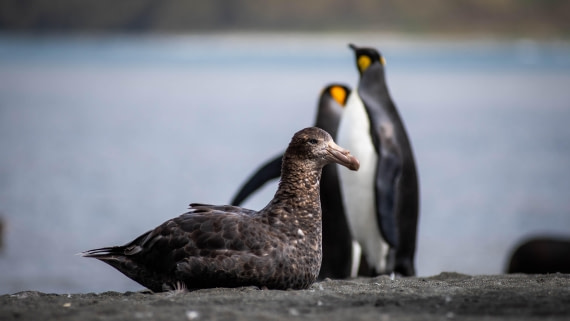 HDS26-25, Day 7, RLO_1017 © Alexander Romanovskiy - Oceanwide Expeditions.jpg